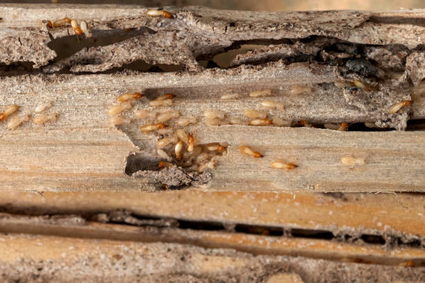 Best Affordable Pest Control Services  in Darien, GA